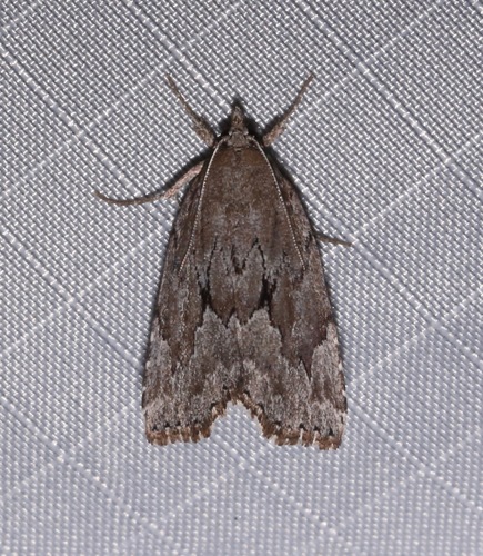 Cypress Looper photo 5