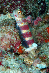 Amblyeleotris wheeleri