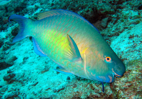 Redlip Parrotfish