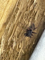 Alopecosa pulverulenta