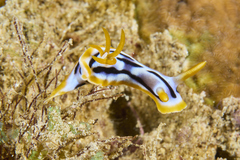 Chromodoris strigata