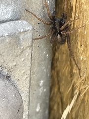 Alopecosa pulverulenta