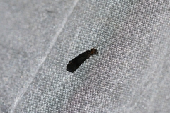 Mystacides azureus