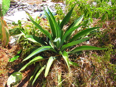 Agave desmettiana