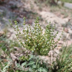 Thymus zygis gracilis