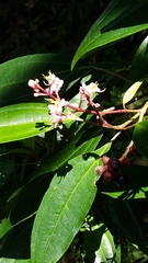 Miconia mexicana