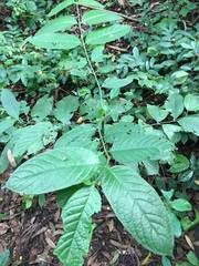 Psydrax subcordata