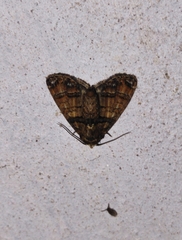 Chlumetia transversa