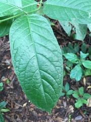 Psydrax subcordata