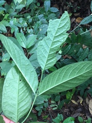 Psydrax subcordata