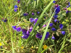 Pulmonaria australis