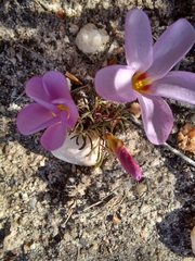 Oxalis stokoei
