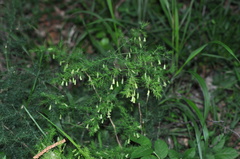 Asparagus tenuifolius