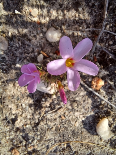 Image of Oxalis stokoei by (c) Danie Palm, some rights reserved (CC BY)