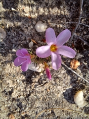 Oxalis stokoei
