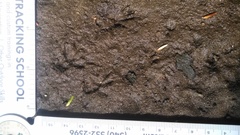 Tamias striatus