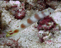 Amblyeleotris aurora