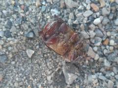Phyllognathus excavatus