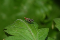 Trypetoptera punctulata