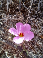 Oxalis stokoei