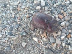 Phyllognathus excavatus