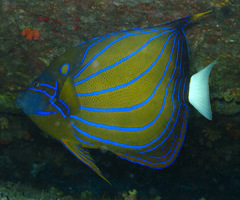 Pomacanthus annularis