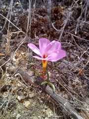 Oxalis stokoei