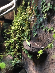Gonyosoma boulengeri