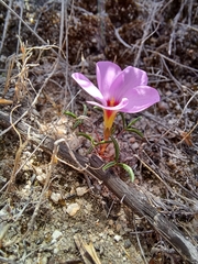 Oxalis stokoei