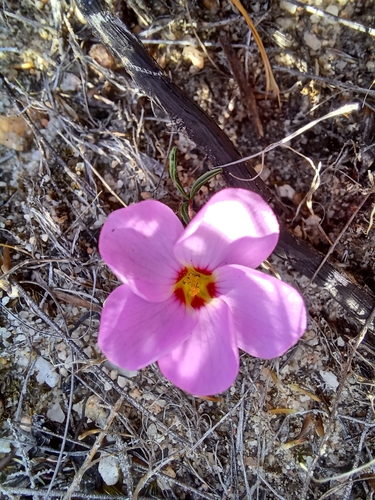Image of Oxalis stokoei by (c) Danie Palm, some rights reserved (CC BY)