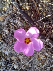 Oxalis stokoei