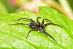 Lycosidae