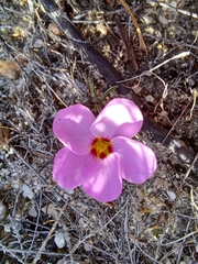Oxalis stokoei