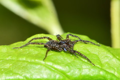 Lycosidae