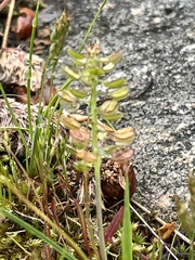 Teesdalia