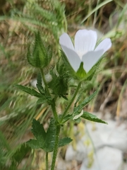 Malva setigera