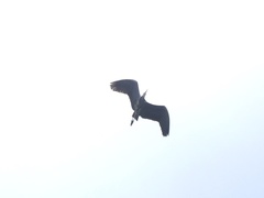 Ardea cinerea