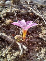 Oxalis stokoei
