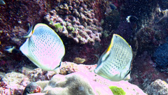 Chaetodon guttatissimus