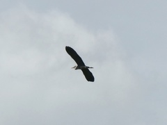 Ardea cinerea