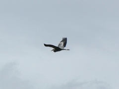 Ardea cinerea