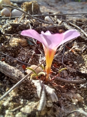 Oxalis stokoei