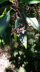 Miconia mexicana