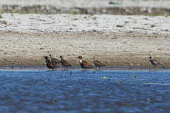 Calidris pugnax