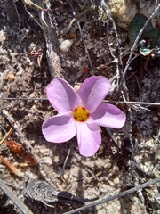 Oxalis stokoei