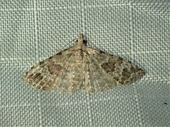 Alucita adriendenisi