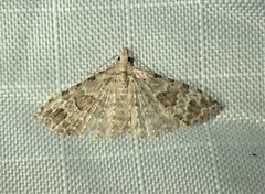 Alucita adriendenisi