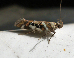 Aristotelia elegantella