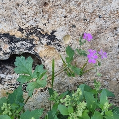 Erodium chium