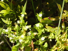Stellaria littoralis